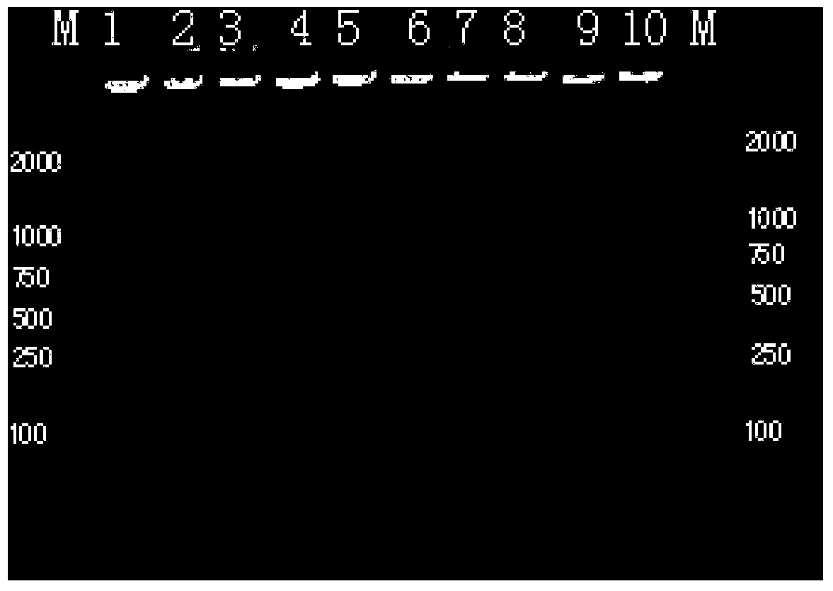 Method for quickly extracting genome DNA from fish blood