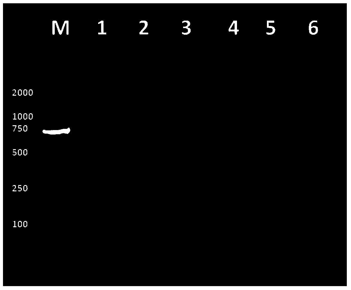 Method for quickly extracting genome DNA from fish blood