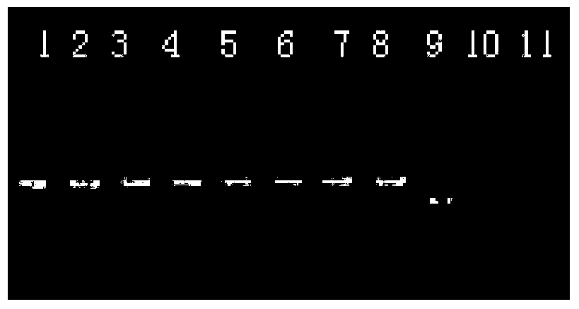 Method for quickly extracting genome DNA from fish blood