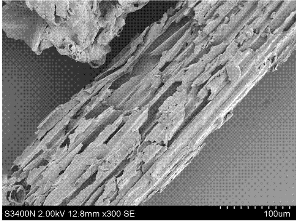 Method for preparing scanning electron microscope sample of silage corn leaf