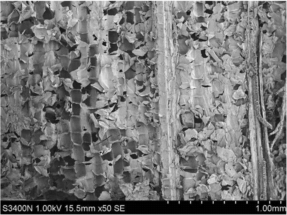 Method for preparing scanning electron microscope sample of silage corn leaf