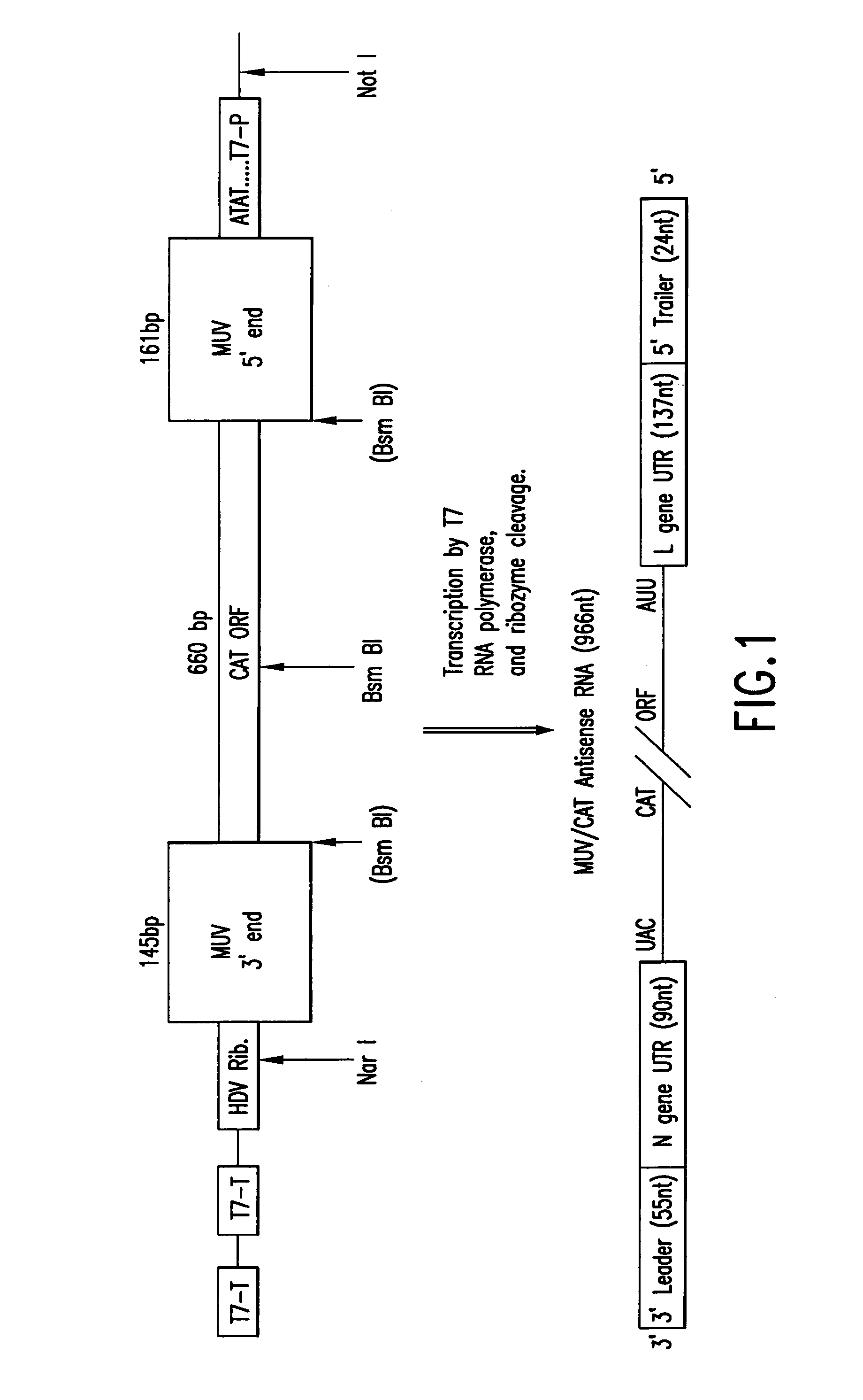 Rescue of mumps virus from cDNA