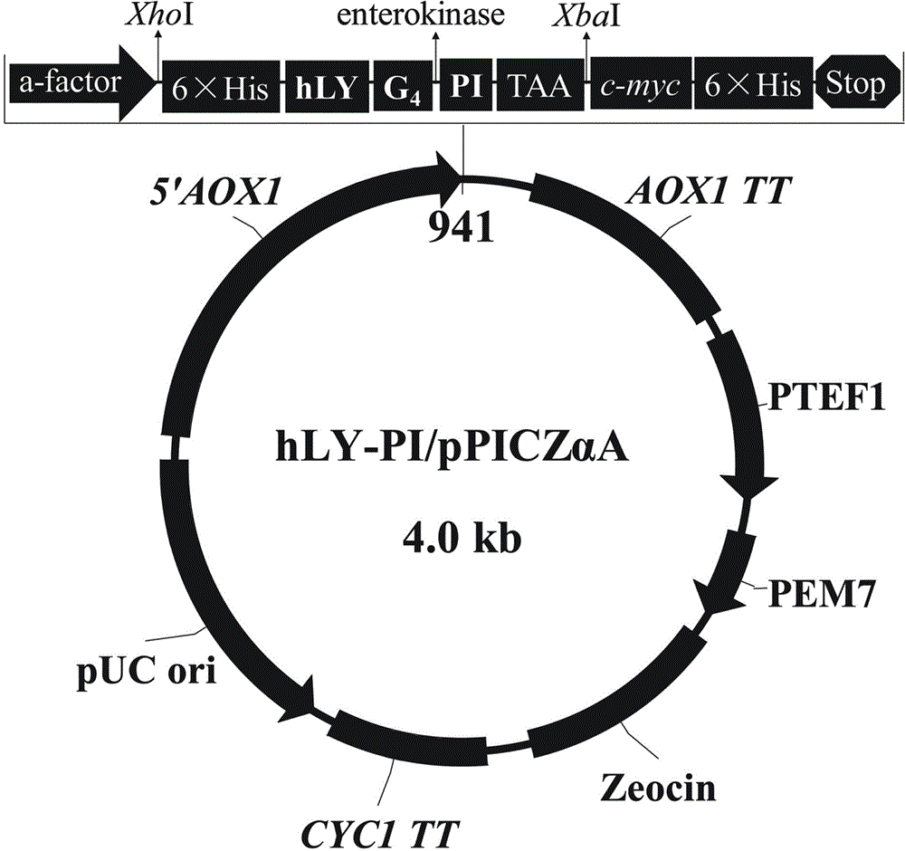 Method for expressing human lysozyme-antibacterial peptide Parasin I fusion protein by virtue of pichia pastoris