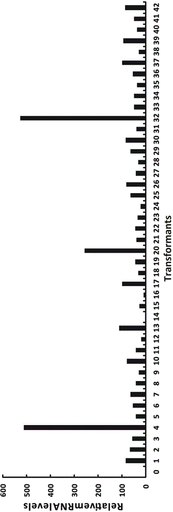 Method for expressing human lysozyme-antibacterial peptide Parasin I fusion protein by virtue of pichia pastoris