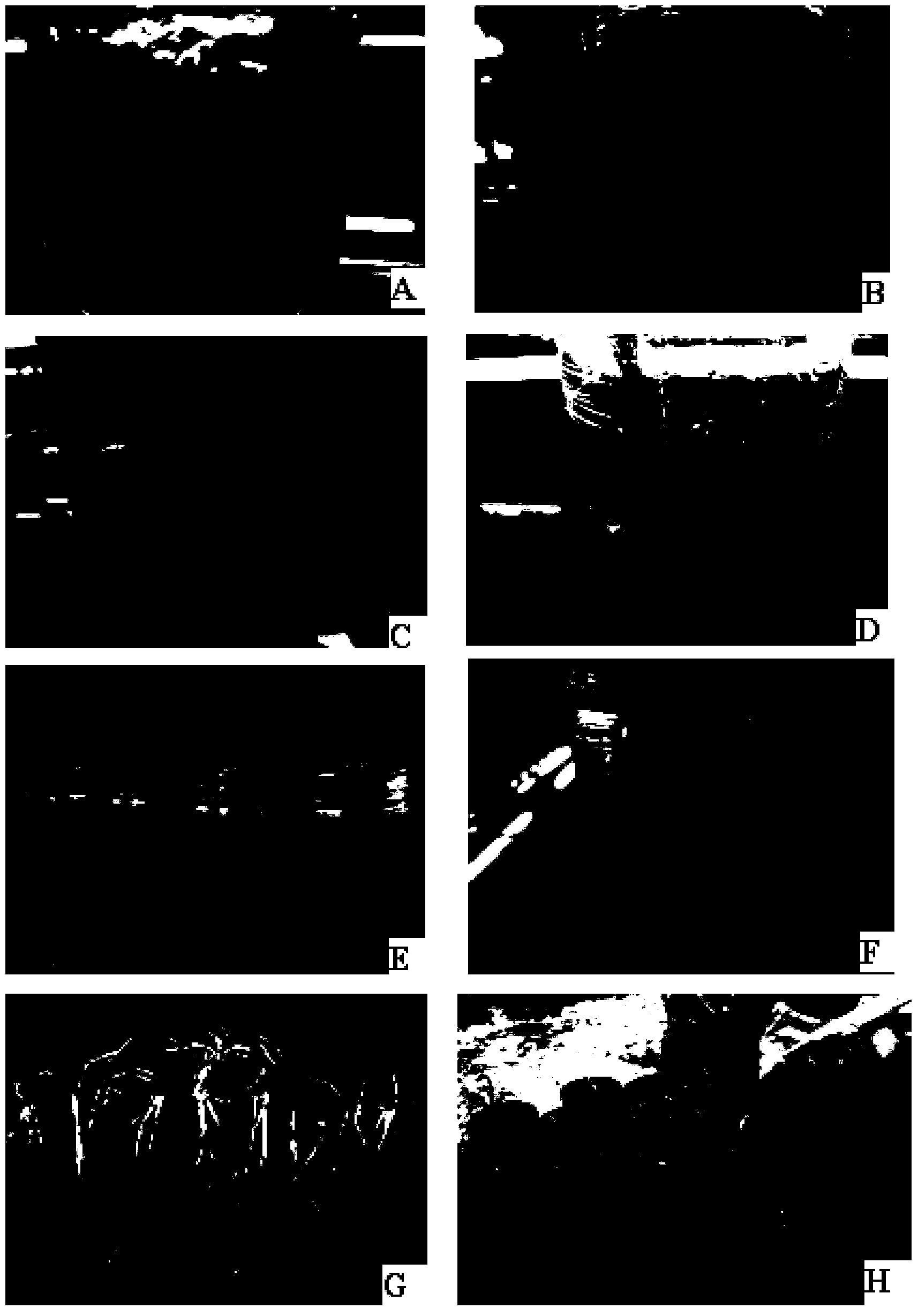 Method for propagating hemerocallis hybridus