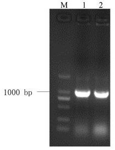 A kind of lrwrky2 gene of Minjiang lily and its application