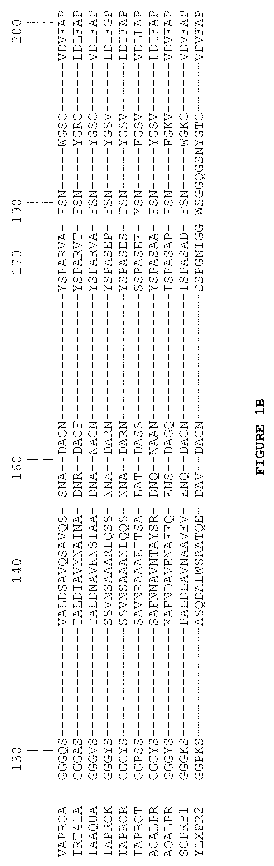 Subtilase Variants