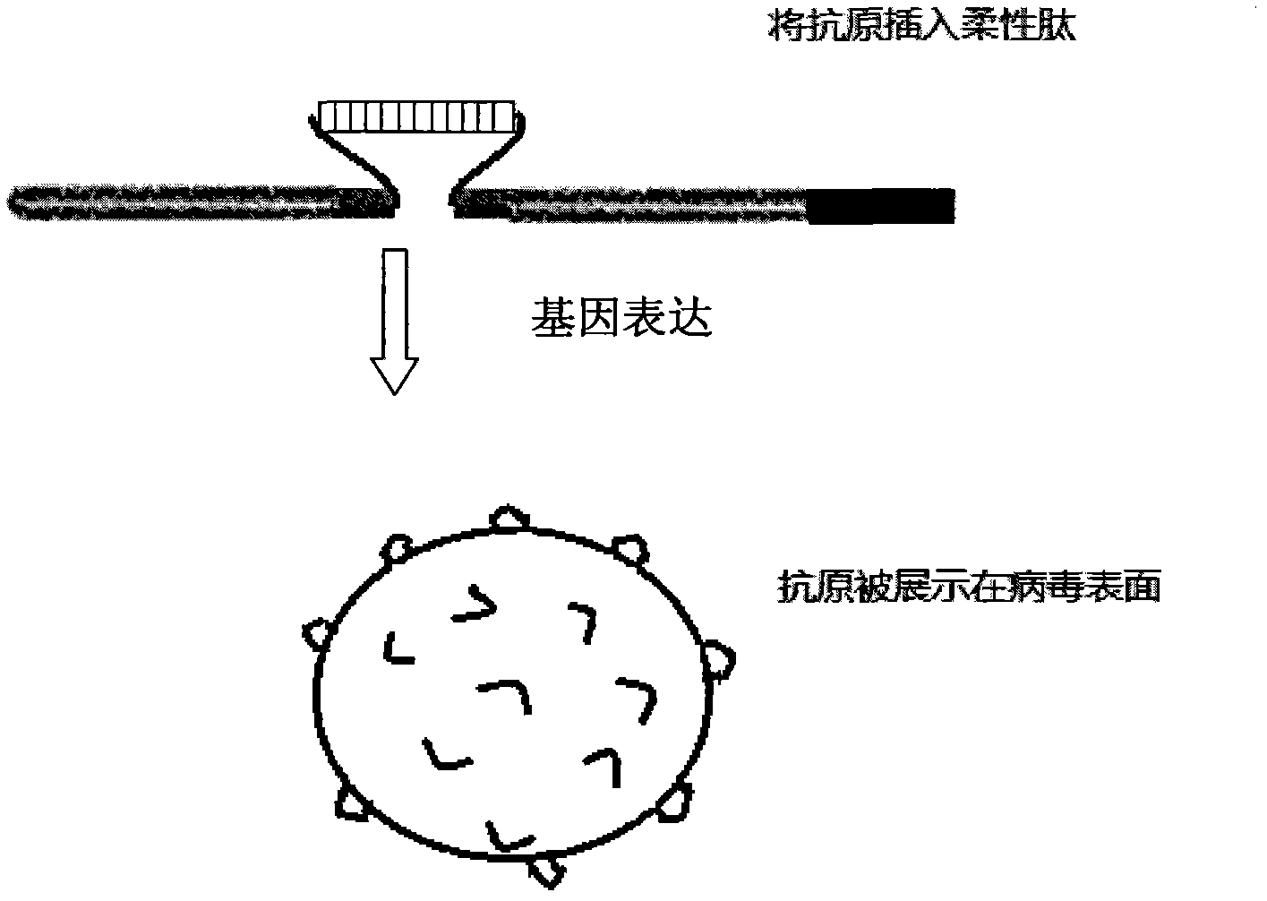 Vector used for displaying antigenic epitope by using hepatitis B virus core particles, animal vaccine, and preparation method thereof