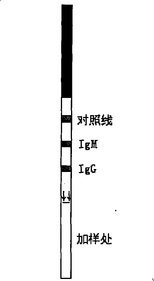 Rapid 1-type dengue gold-marking diagnosis test paper strip