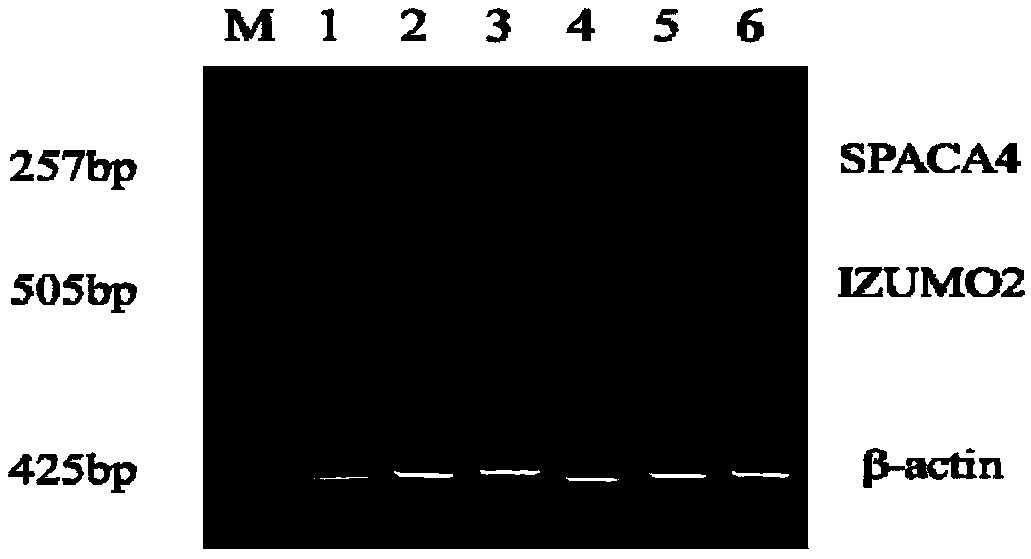 Sperm protein marker SPACA4 closely related to breeding boar reproductive performance and application thereof