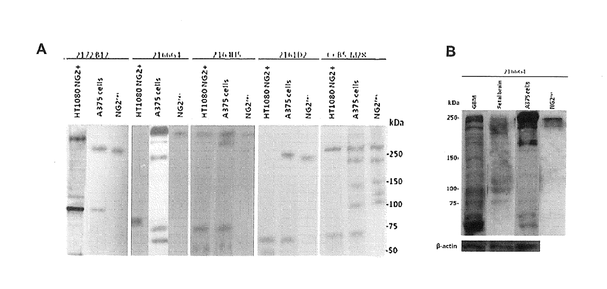 Pro-apoptotic Anti-ng2/cspg4 antibodies and their uses for disease therapy