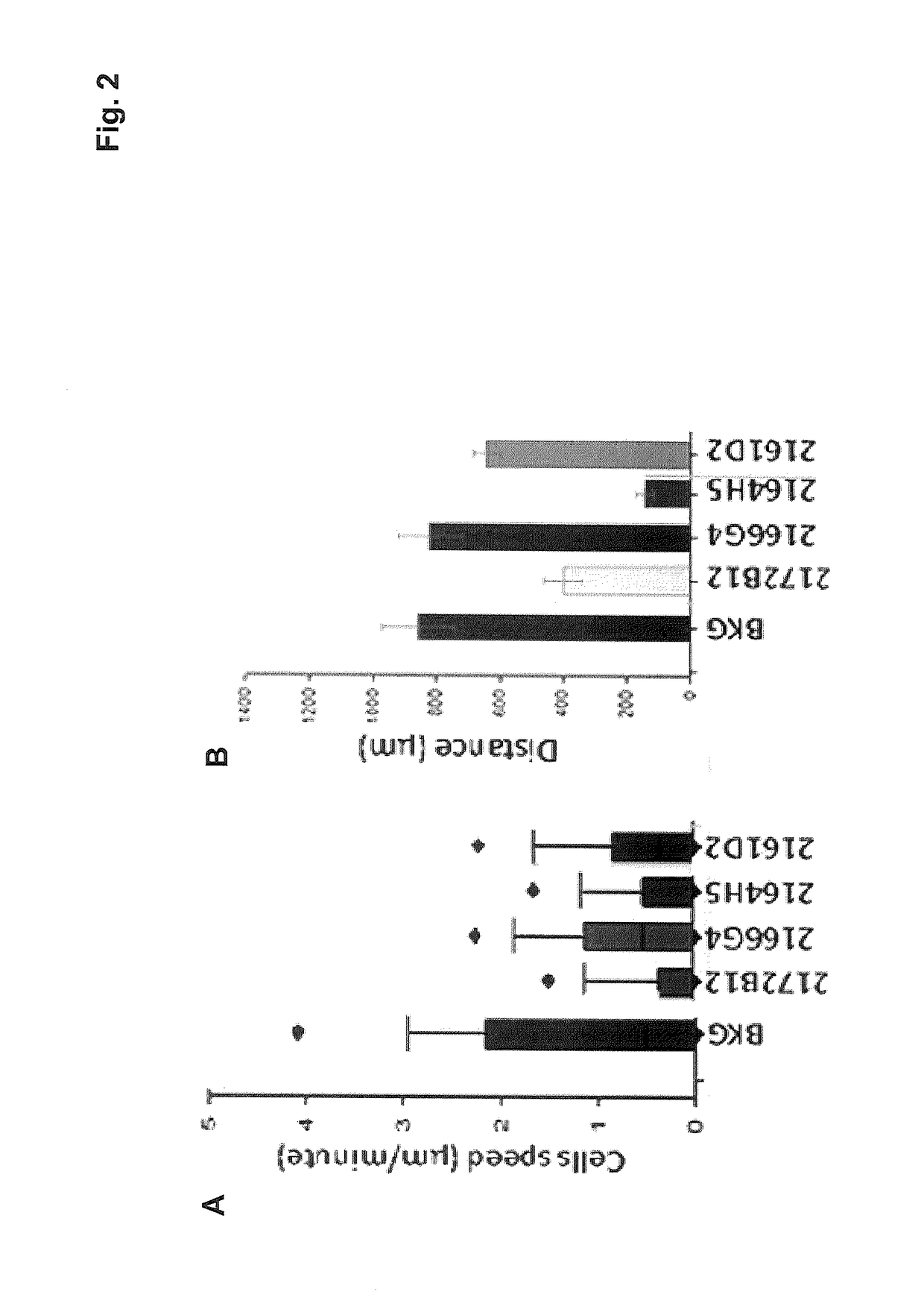 Pro-apoptotic Anti-ng2/cspg4 antibodies and their uses for disease therapy