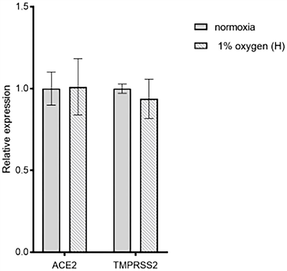 Application of AR inhibitor and/or HIF-1[alpha] inhibitor in preparation of medicine