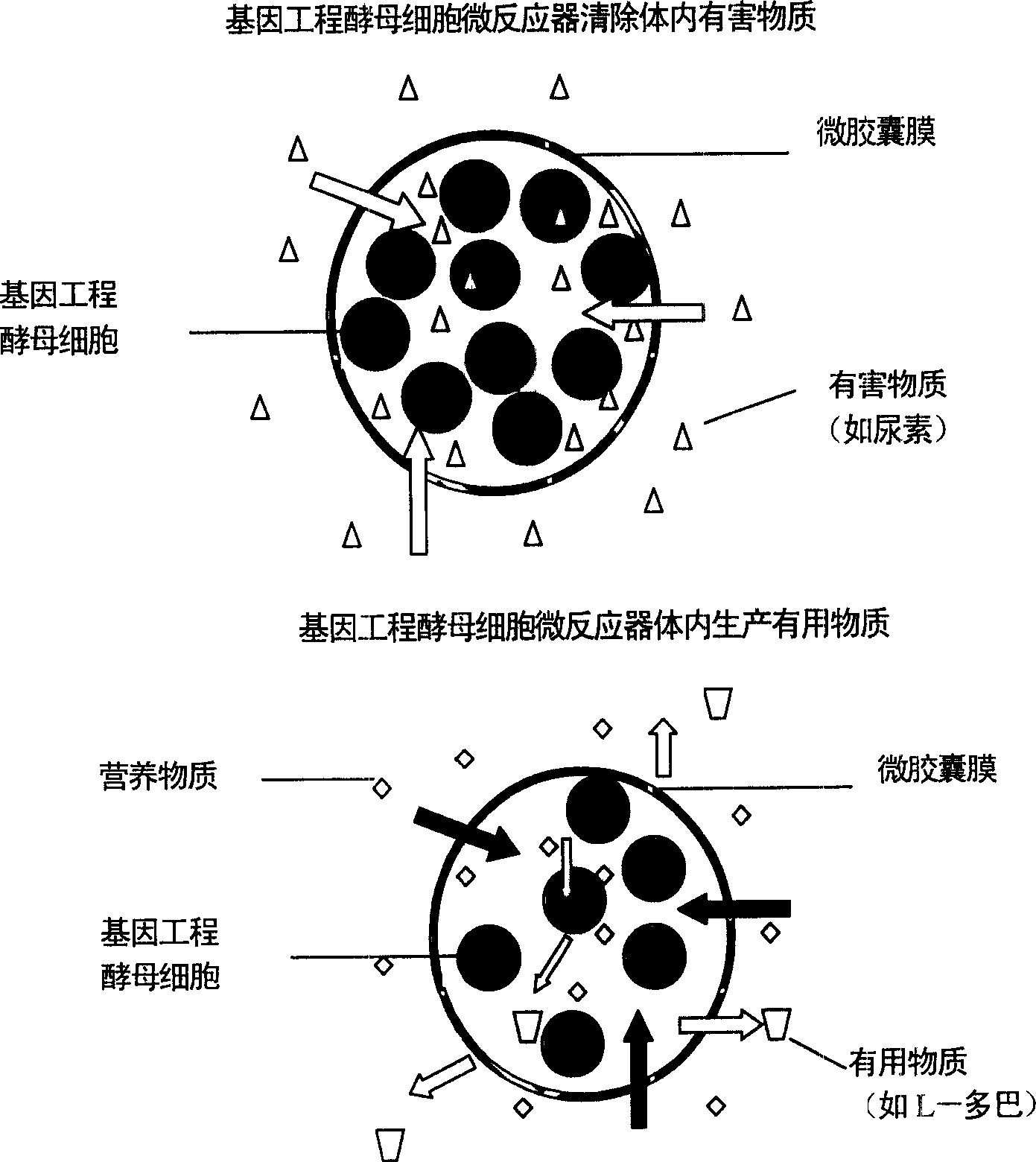 Microencapsulated saccharomyces and its application