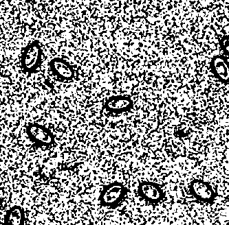 Preparation and storage method of chicken erythrocyte