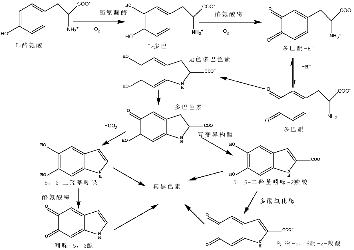 Multi-dose melanin precursor substance hair dye and using method thereof