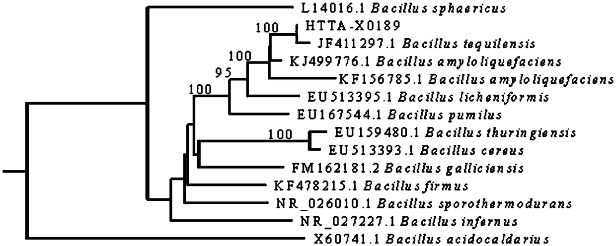 Bacillus and its use