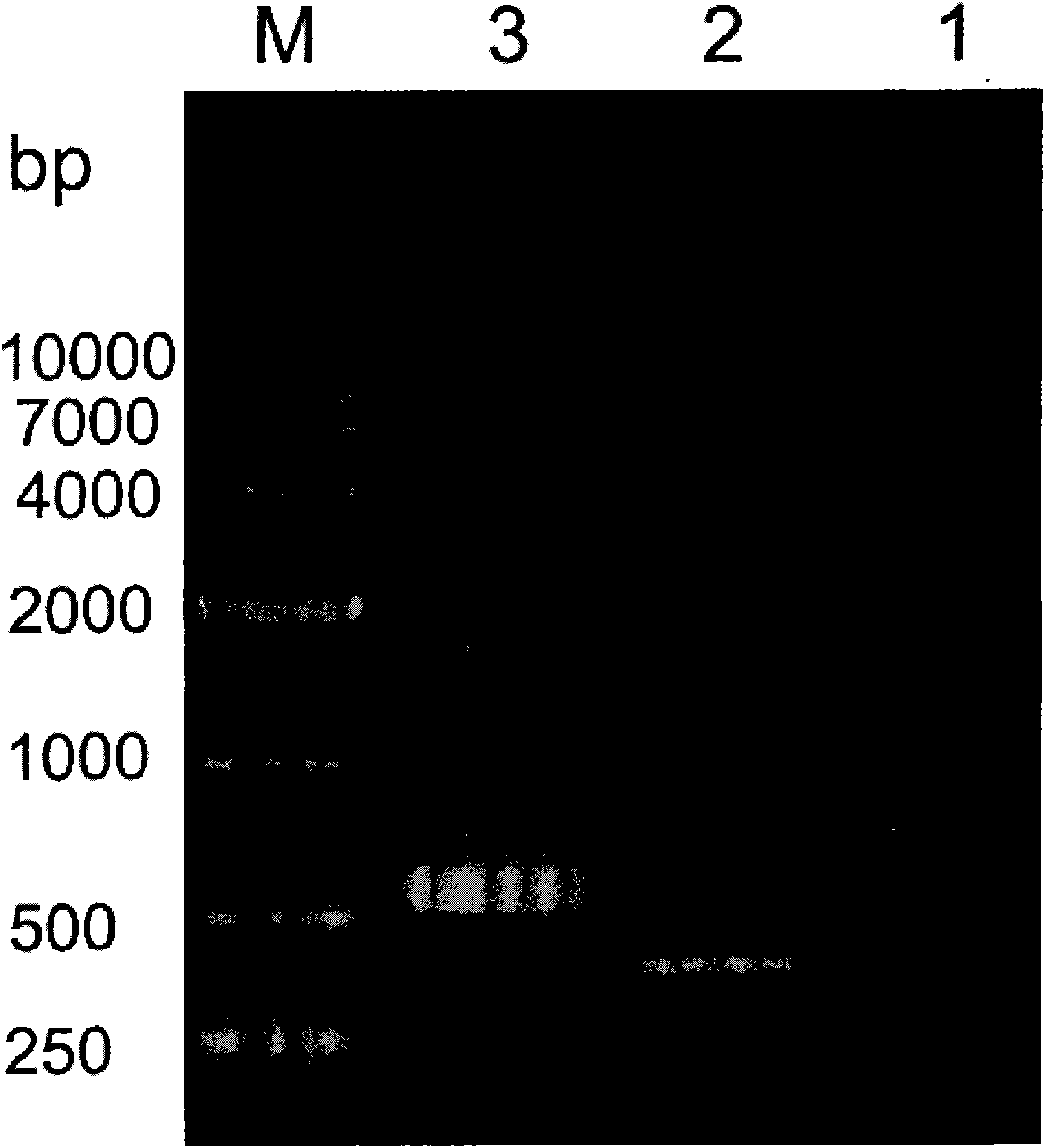 Fusion protein with antibacterial and repairing function and production method and application thereof