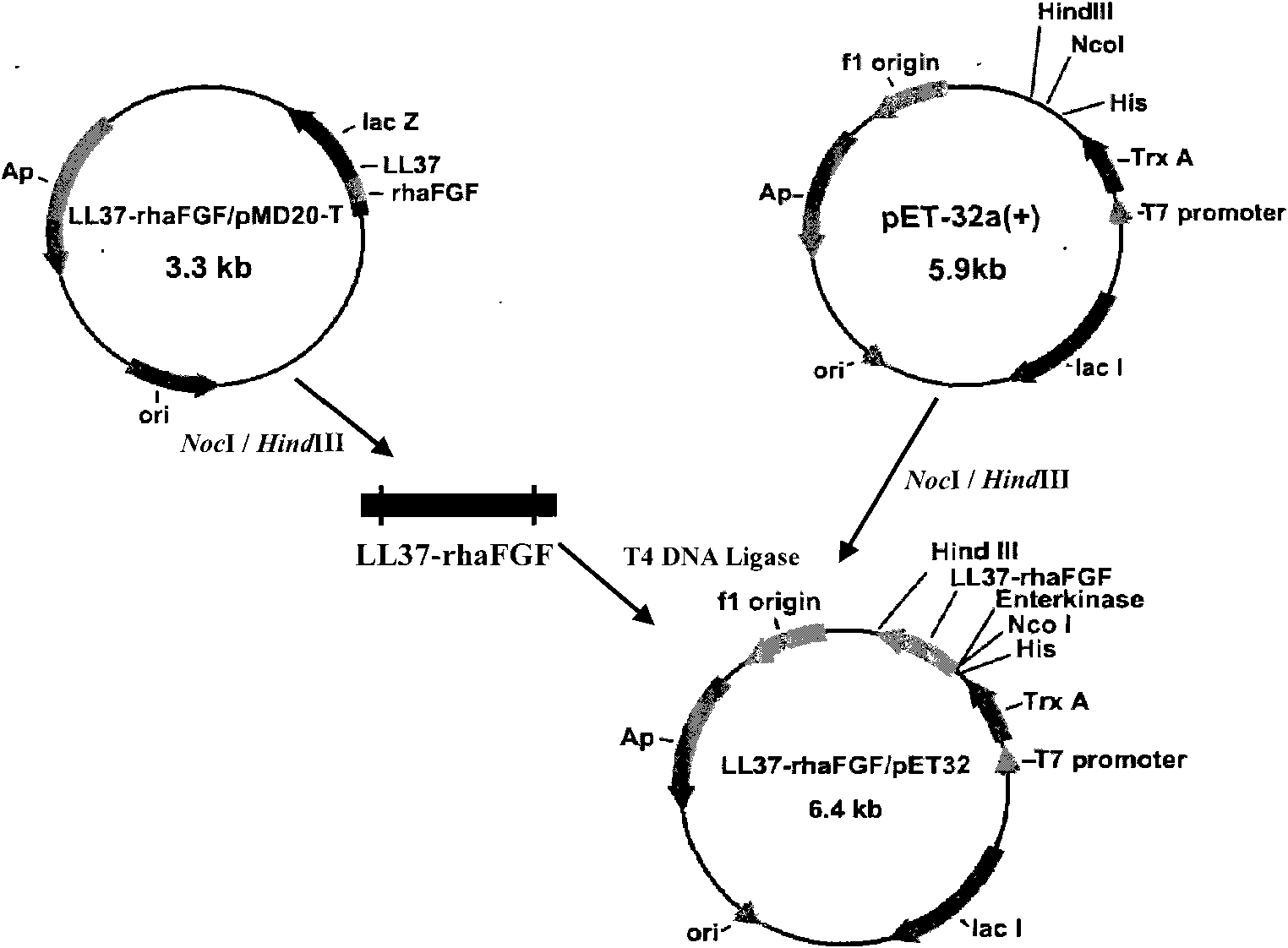 Fusion protein with antibacterial and repairing function and production method and application thereof