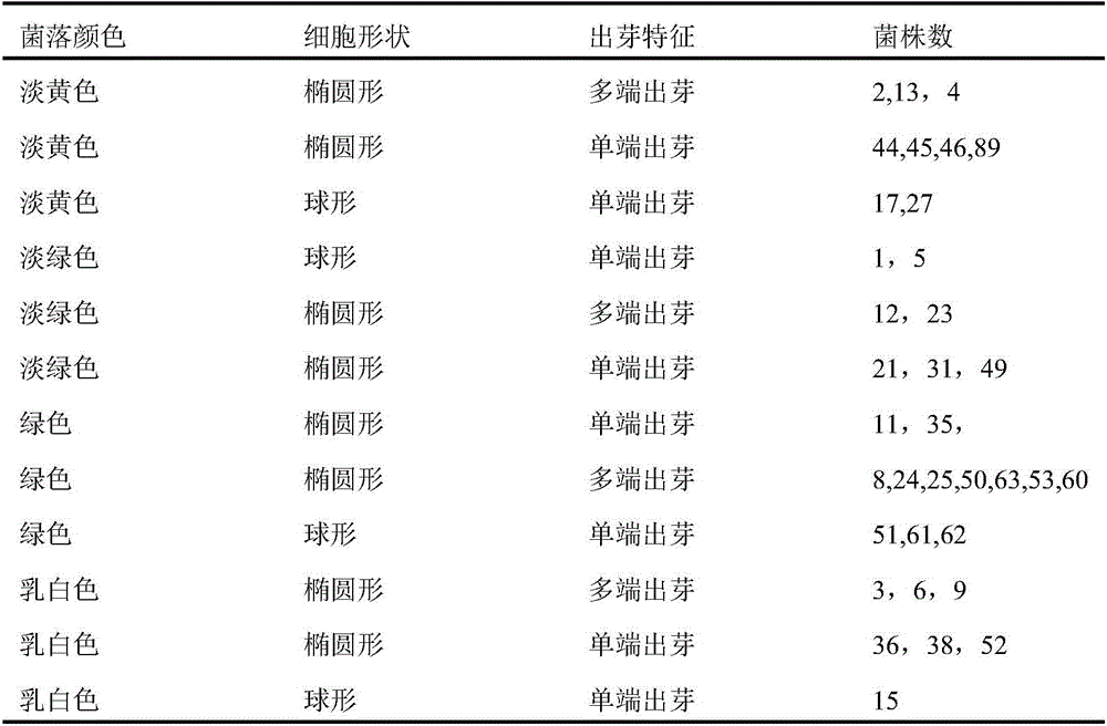 Saccharomyces cerevisiae strain, method for screening saccharomyces cerevisiae and process for brewing myrica rubra wine by aid of saccharomyces cerevisiae strain