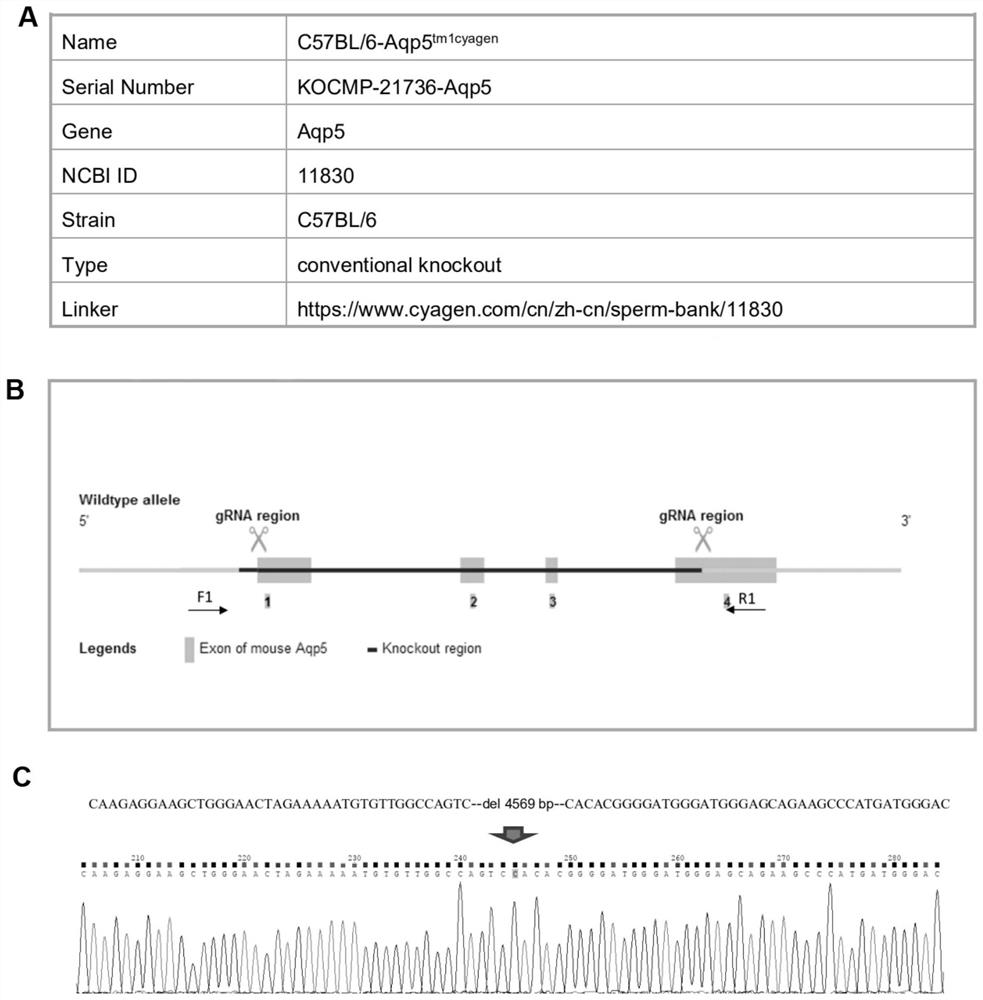 Mouse neurotrophic keratitis animal model and application thereof