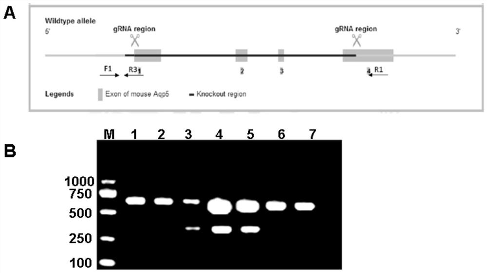 Mouse neurotrophic keratitis animal model and application thereof