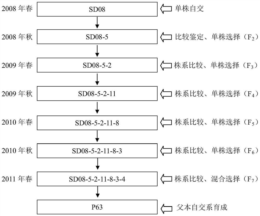 A kind of breeding method of small-seed type pumpkin rootstock variety