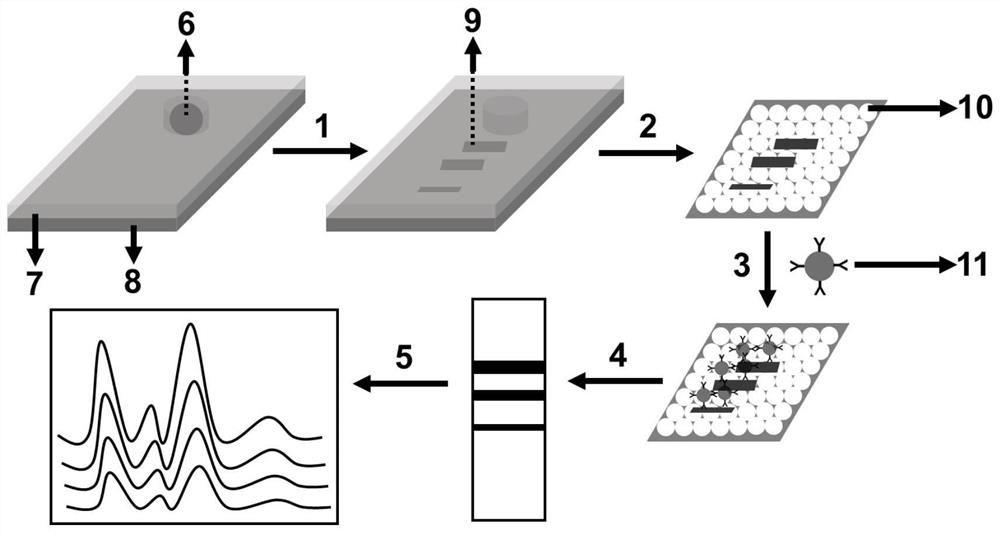 Single-cell protein quantitative analysis method based on electrophoresis technology