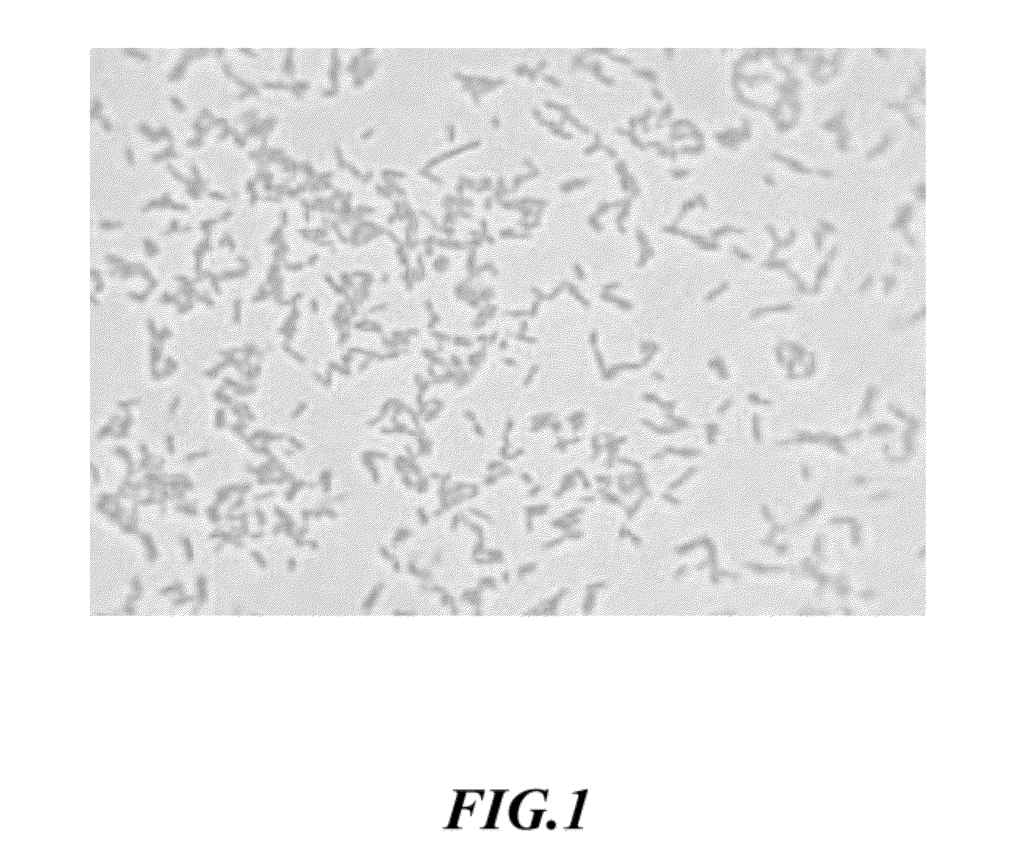 Novel edwardsiella ictaluri e-ict-vl33 strain, vaccines thereof, and a method for protecting fishes using said vaccines