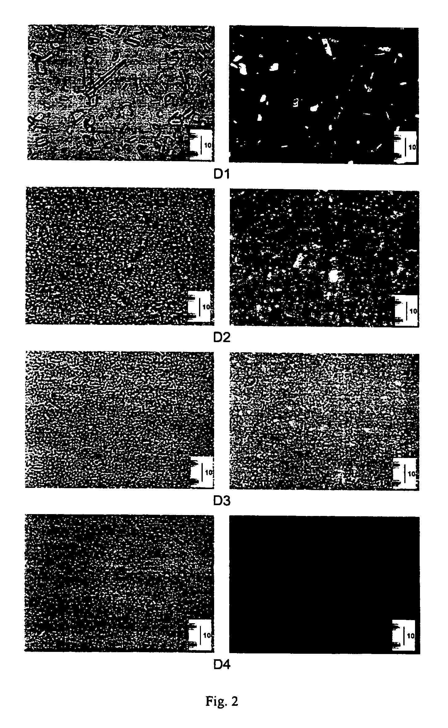 Cyclooxygenase-2 inhibitor compositions having rapid onset of therapeutic effect