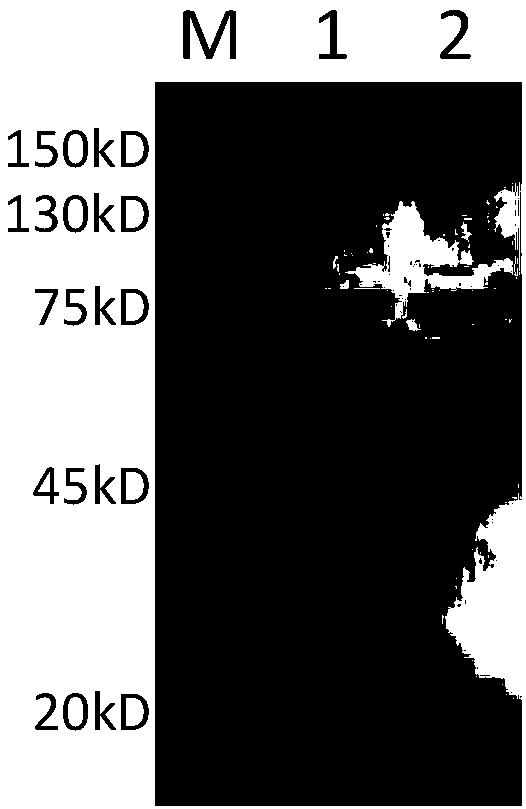 Bispecific antibody as well as preparation method and application thereof