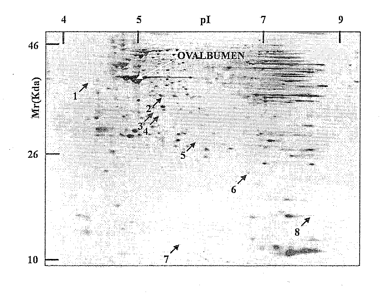 Oviduct specific expression promoter and recombinant expression vector comprising the same