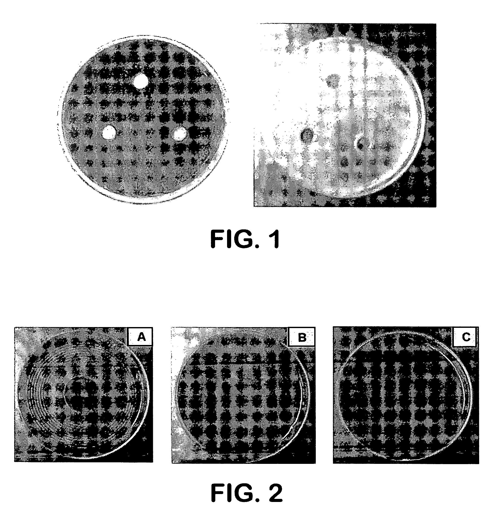 Xylitol for treatment of vaginal infections