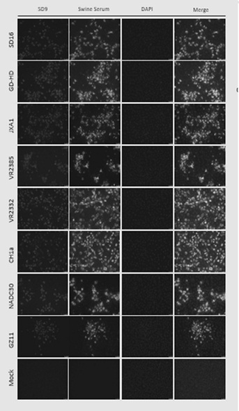 A kind of immunopotentiator and its application in vaccine preparation