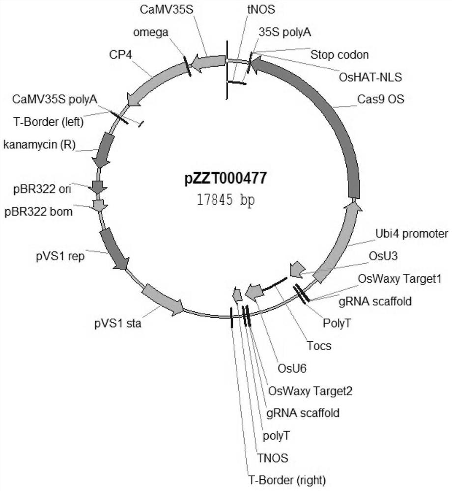 Method for creating novel high-amylose rice germplasm and application of novel high-amylose rice germplasm