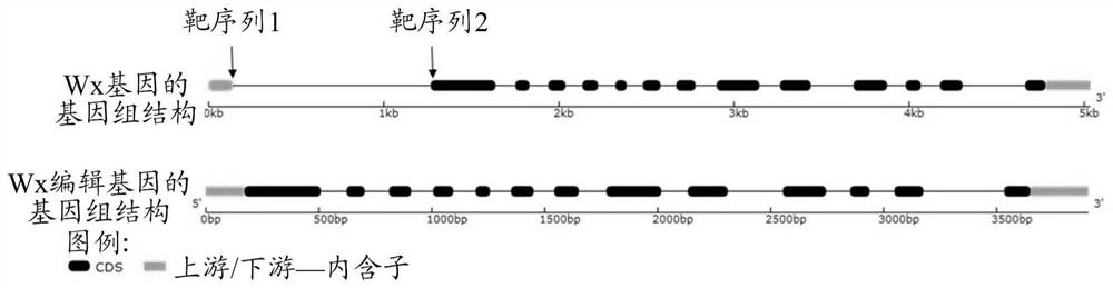 Method for creating novel high-amylose rice germplasm and application of novel high-amylose rice germplasm