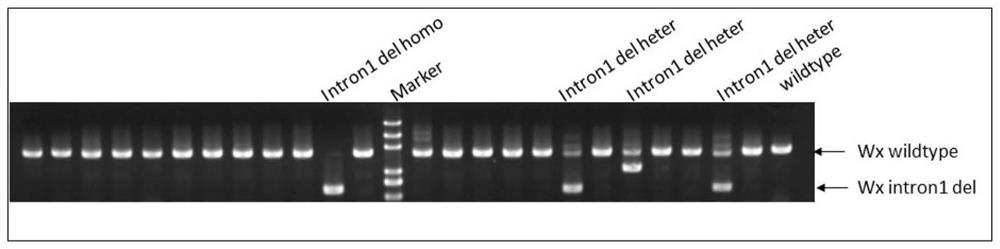 Method for creating novel high-amylose rice germplasm and application of novel high-amylose rice germplasm