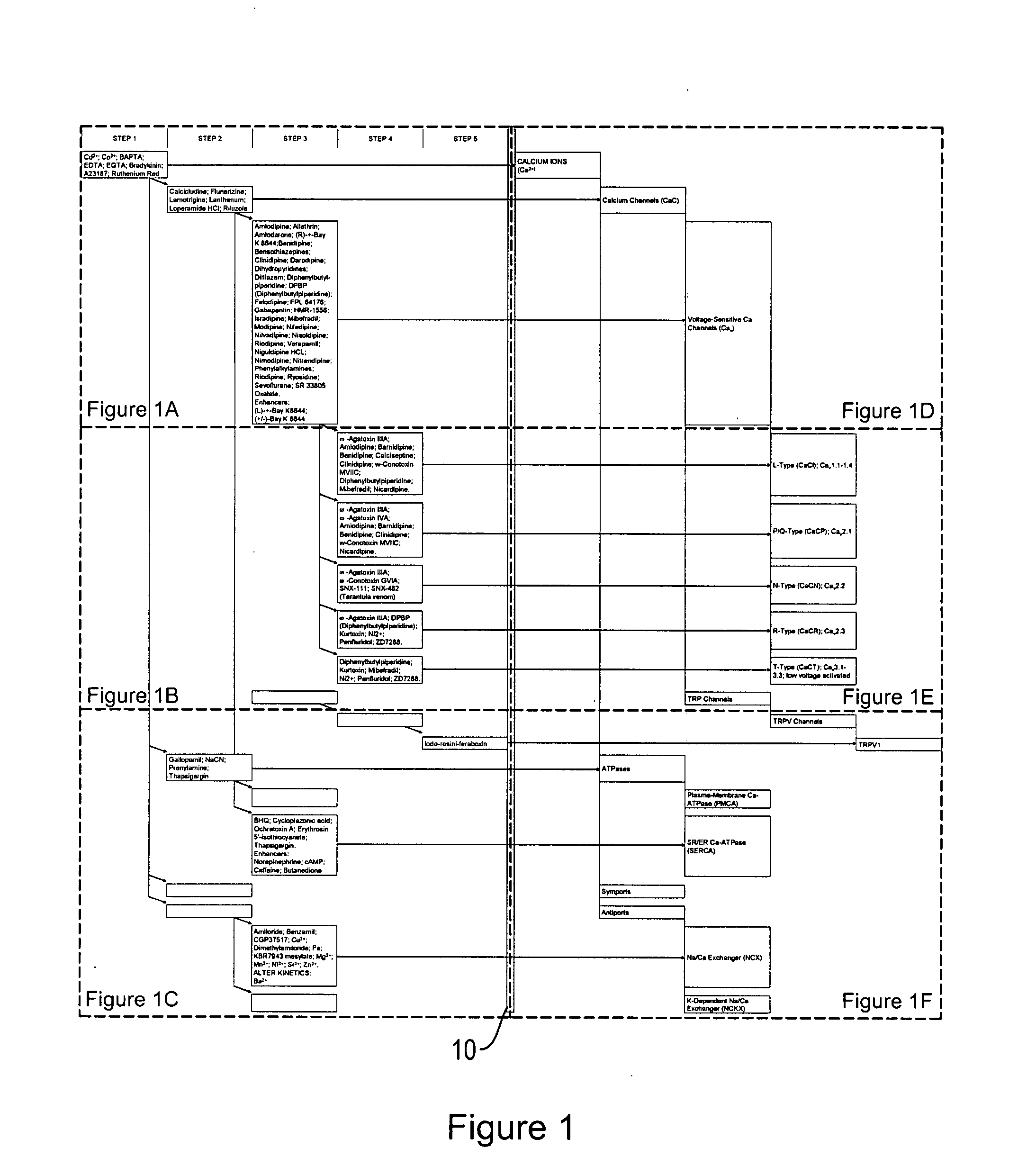 Ion flux in biological processes, and methods related thereto