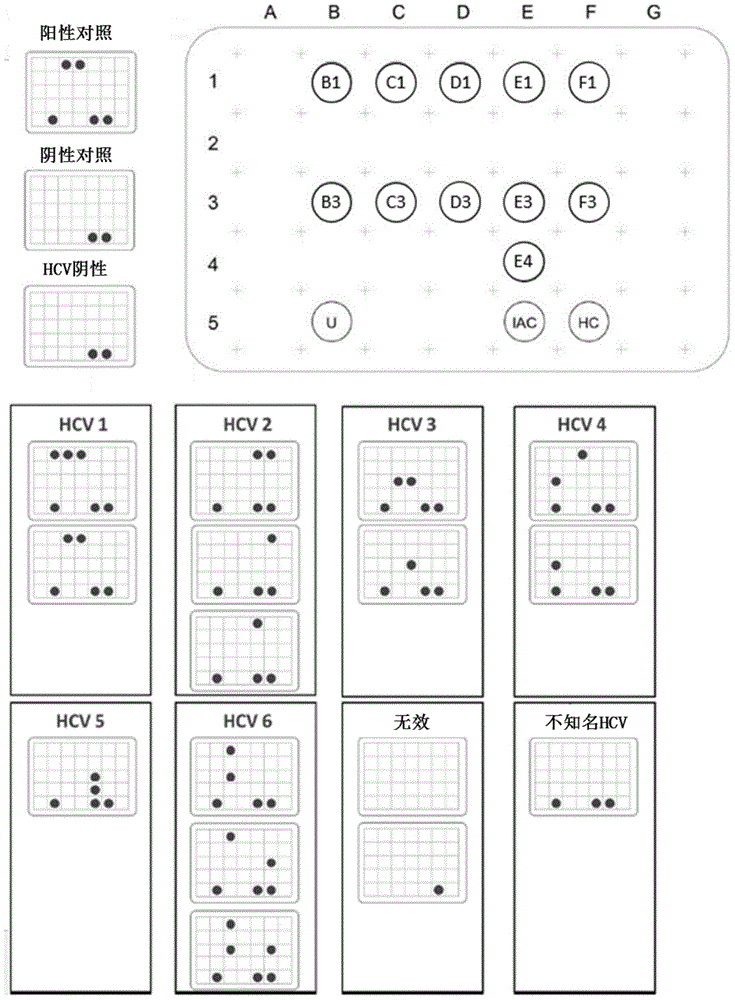 Method for rapidly and sensitively detecting hepatitis C virus (HCV) and genotype identification method