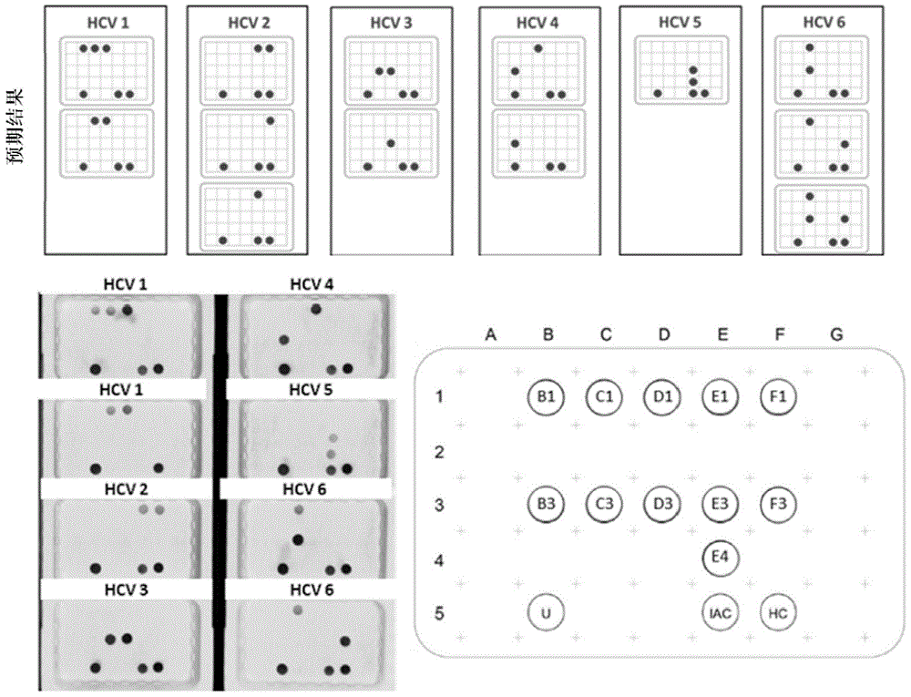 Method for rapidly and sensitively detecting hepatitis C virus (HCV) and genotype identification method