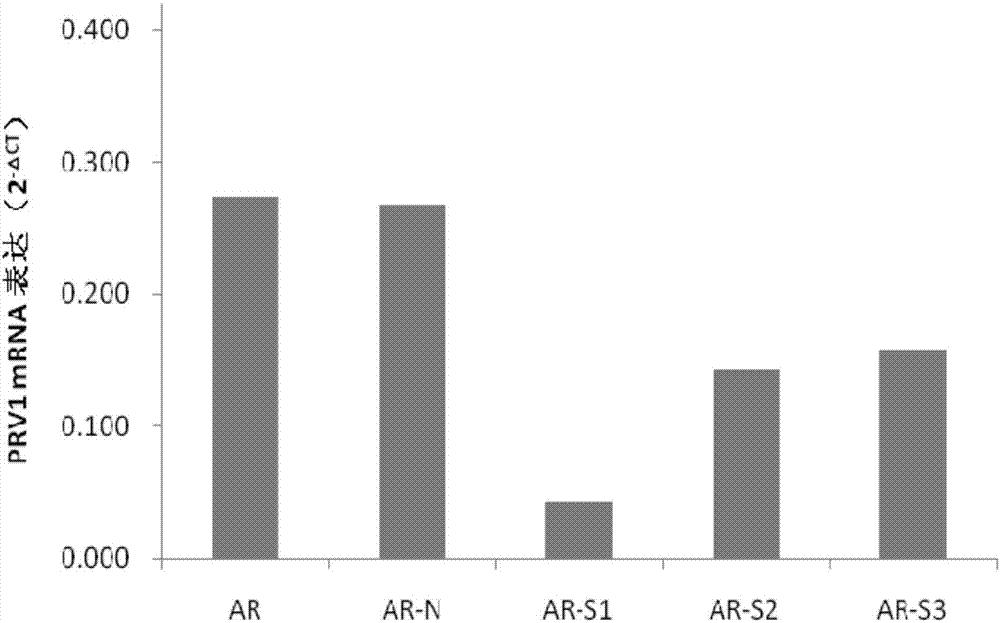 SiRNA for specific inhibition of PRV1 gene expression and recombinant vector and application thereof