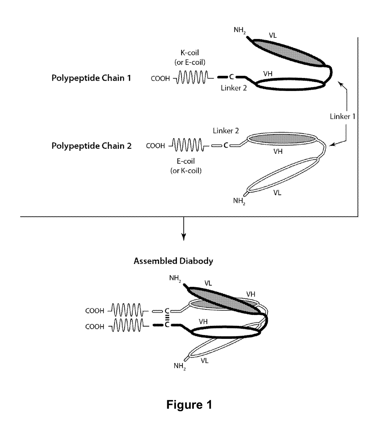 Bi-Specific Monovalent Diabodies That are Capable of Binding CD19 and CD3, and Uses Thereof