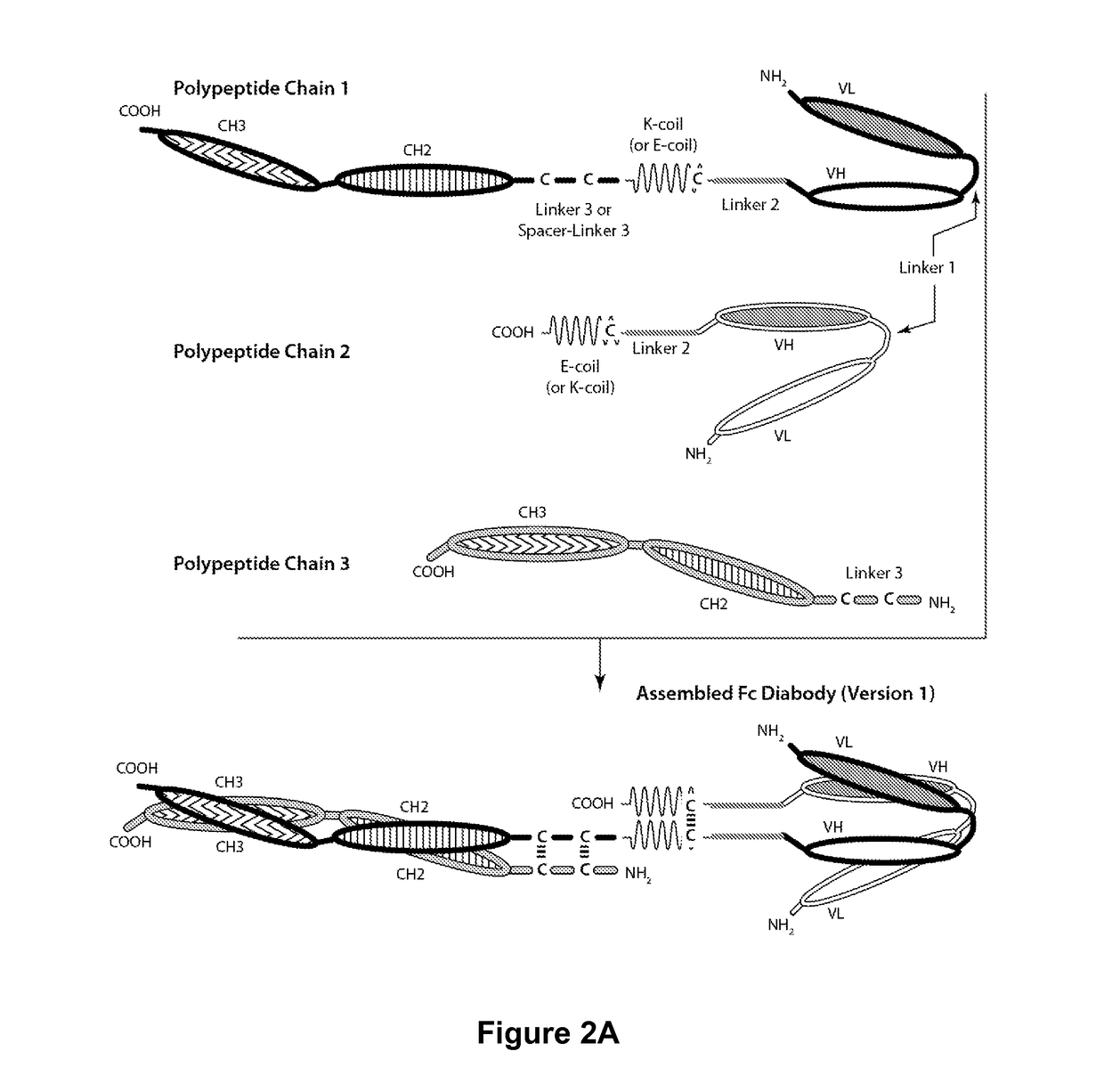 Bi-Specific Monovalent Diabodies That are Capable of Binding CD19 and CD3, and Uses Thereof