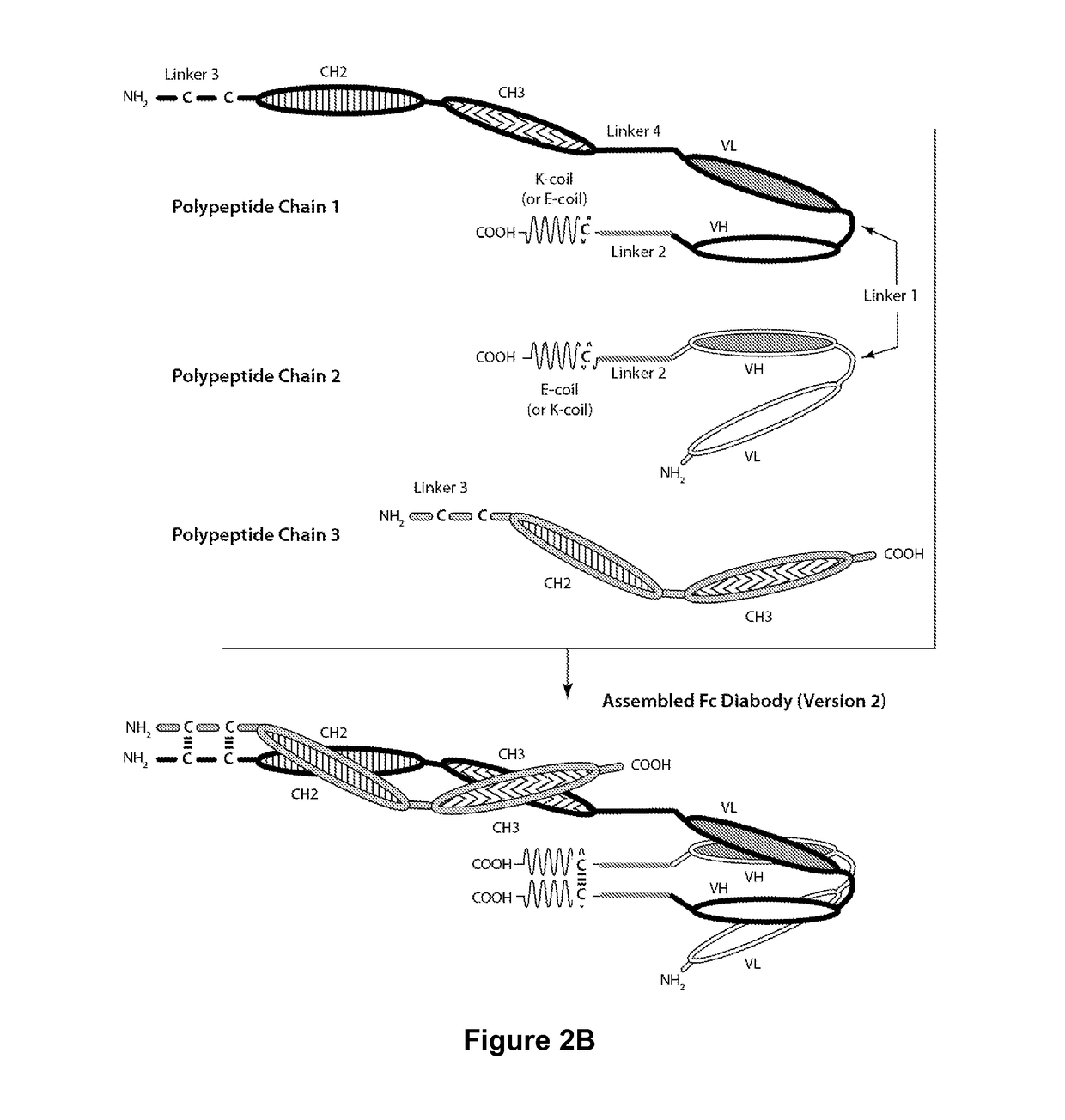 Bi-Specific Monovalent Diabodies That are Capable of Binding CD19 and CD3, and Uses Thereof