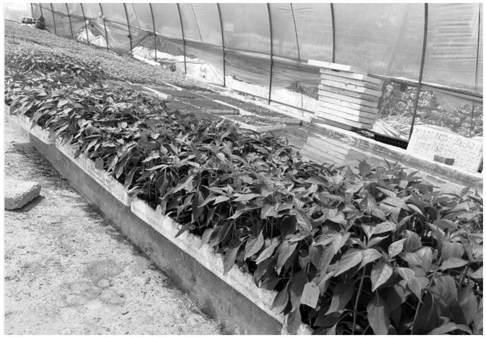 Method for preventing and controlling excessive seedlings in chili floating seedling raising