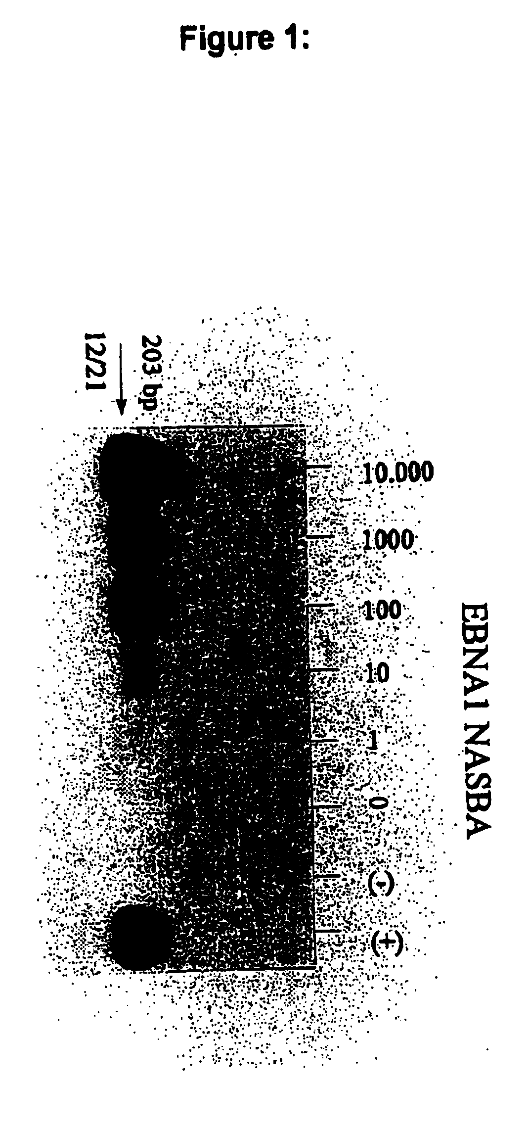 Oligonucleotides for the amplification and detection of epstein barr virus (EBV) nucleic acid