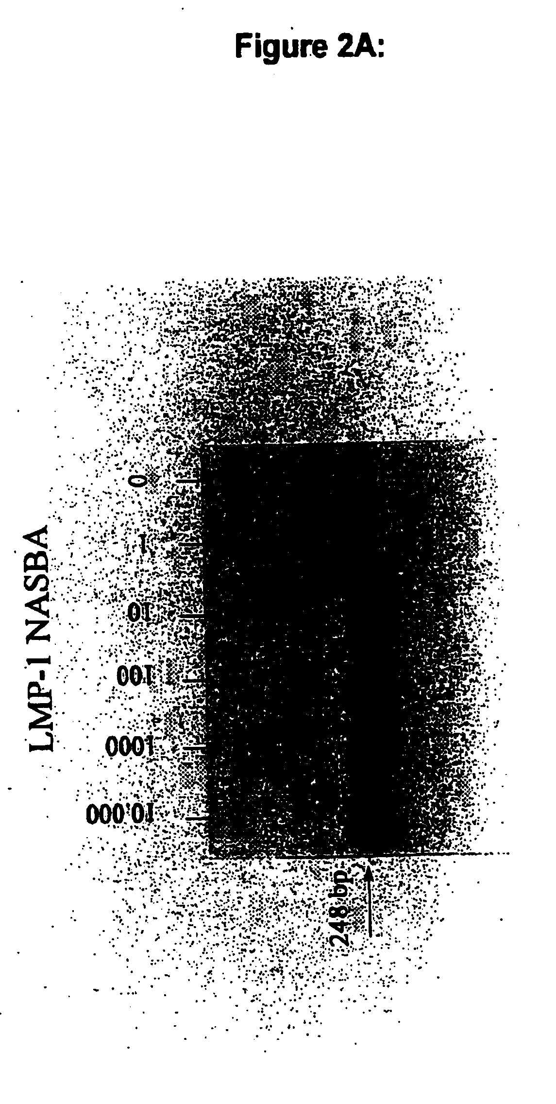 Oligonucleotides for the amplification and detection of epstein barr virus (EBV) nucleic acid