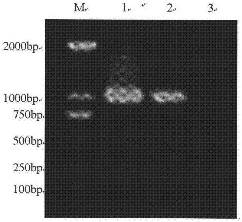 Method for detecting canine influenza