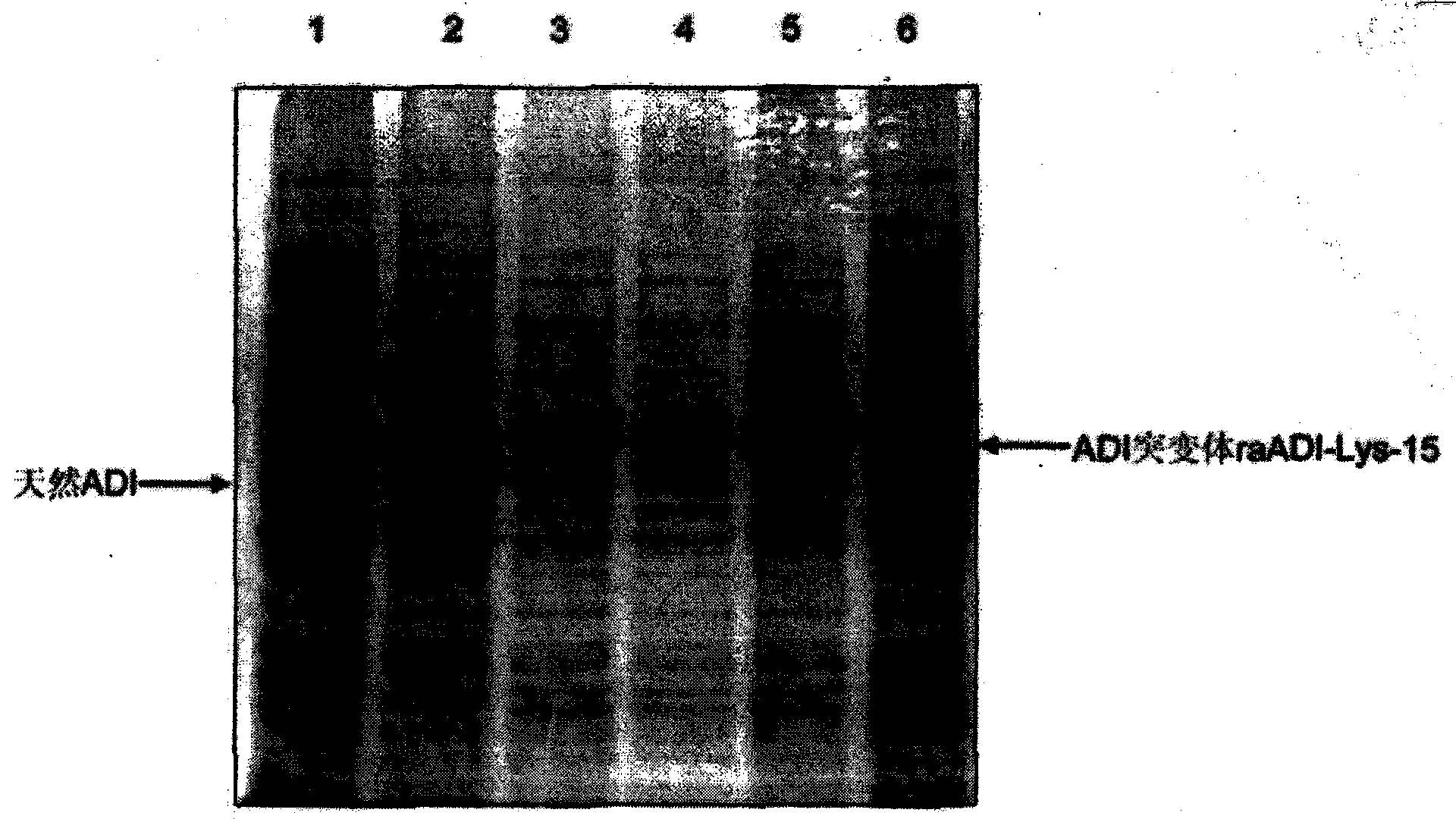 Arginine deiminase mutant and preparation and application thereof