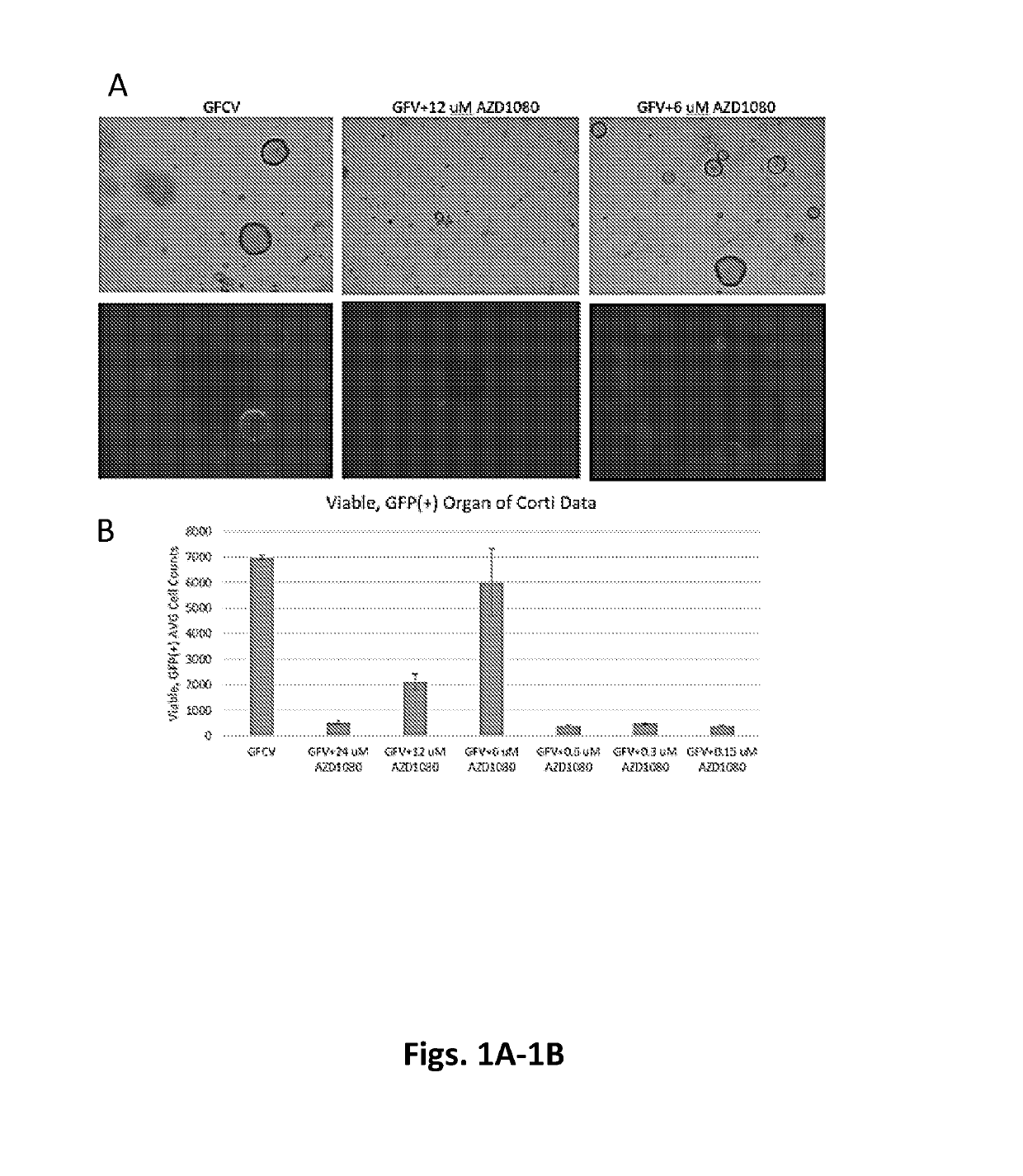 Methods for controlled proliferation of stem cells / generating inner ear hair cells using gsk-3-alpha inhibitors